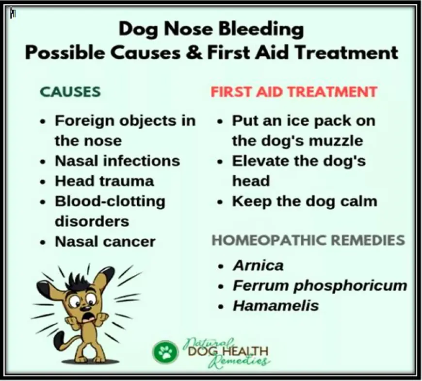 How Can Bulldog Owners Manage Nosebleeds Effectively?