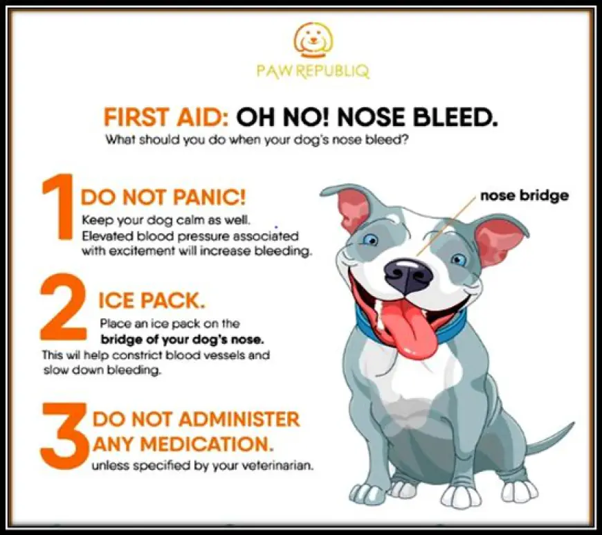 Why Are Bulldogs More Prone To Nosebleeds Compared To Other Breeds?