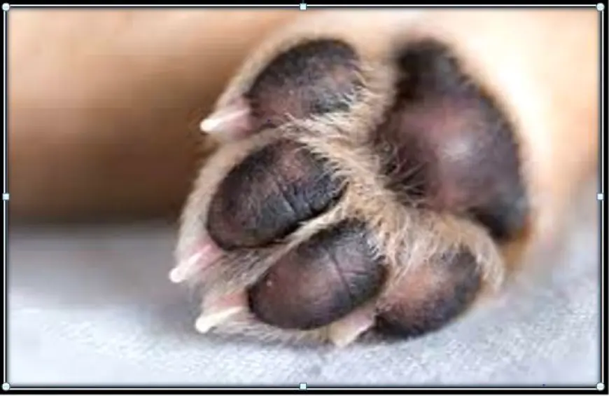 Are Labrador Retrievers Prone To Paw Paw Infections?
