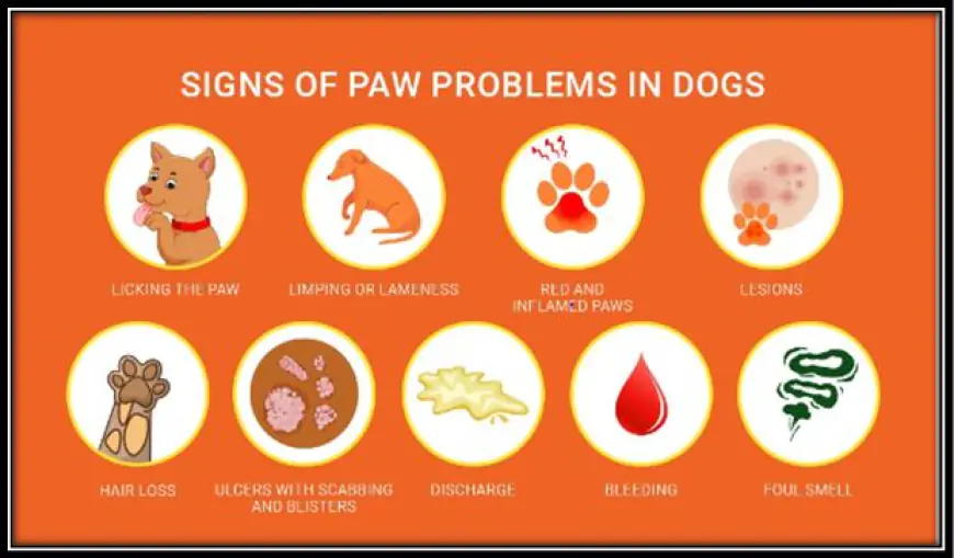 How Can You Prevent Paw Paw Infections In Labradors?