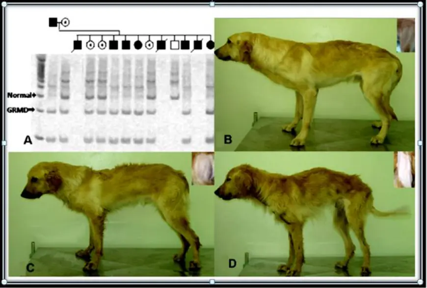 Are Golden Retrievers Prone To Shoulder Muscular Atrophy?