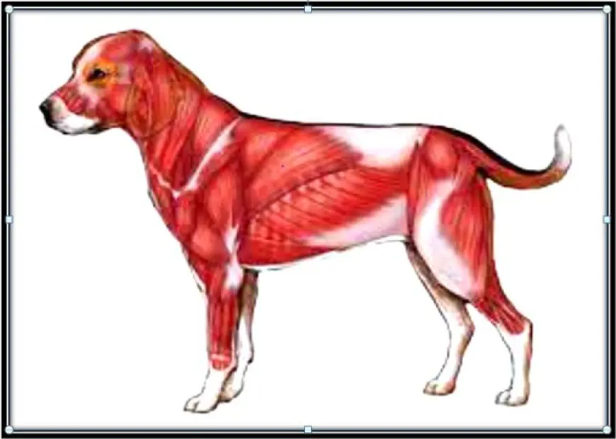 Is There A Way To Prevent Shoulder Muscular Atrophy In Golden Retrievers?