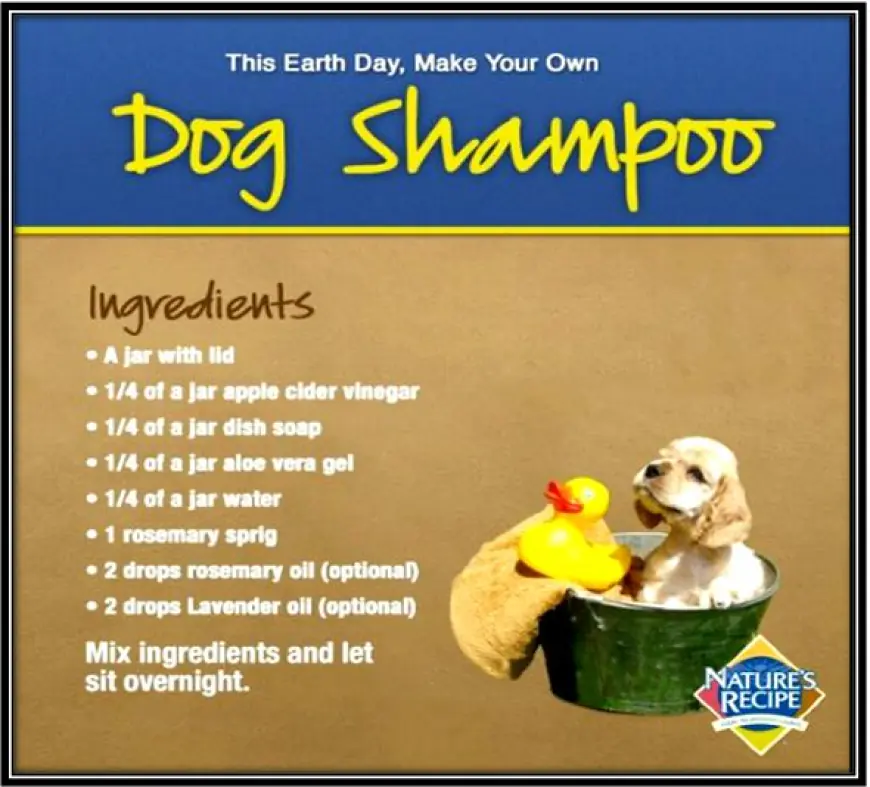 Can You Make Homemade Shampoo for Your Labrador?