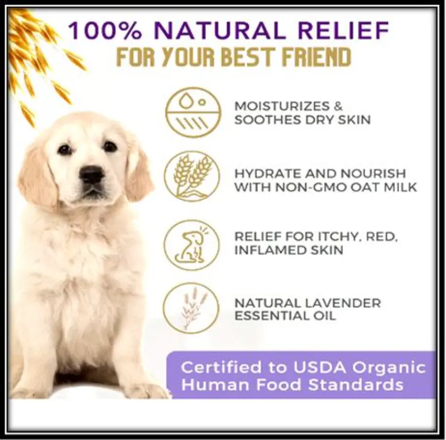 What are the benefits of using oatmeal-based shampoo for my Labrador?