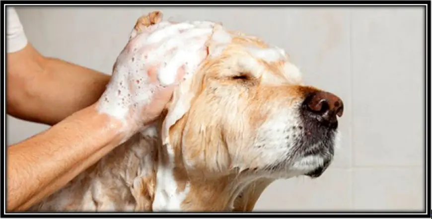 How does regular shampooing contribute to my Labrador's overall health and well-being?