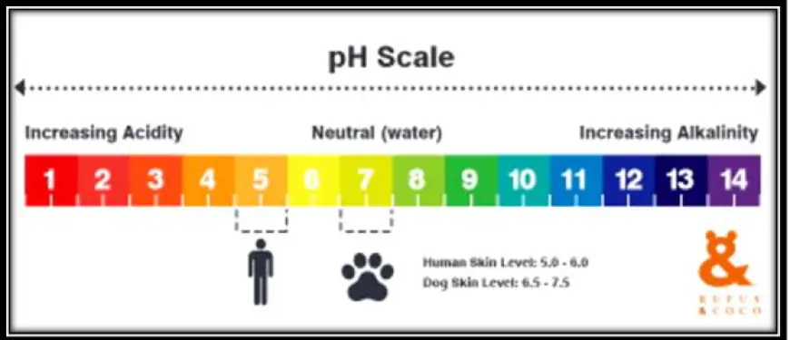 What role does pH balance play in choosing the right shampoo for my Labrador?