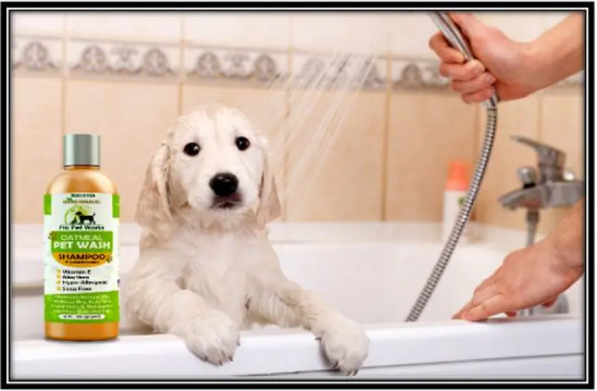 How to prevent dry and flaky skin in Labradors through proper shampooing?