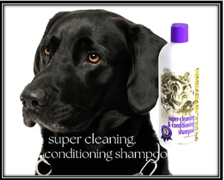 Can I use conditioning shampoo on my Labrador's coat?