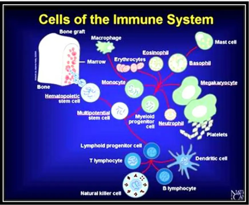 What Role Does the Immune System Play in the Development of Diseases?