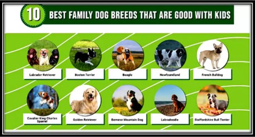 Which Dog Breeds Are Known for Being Great with Kids?