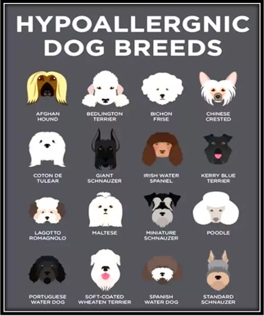 Which Hypoallergenic Dogs Are Best for Homes with Allergy Sufferers?