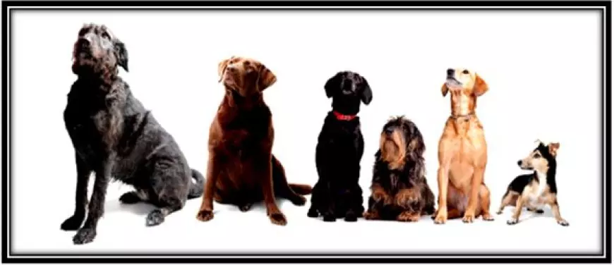 Which Dogs Have the Best Temperaments for a Multi-Pet Household?
