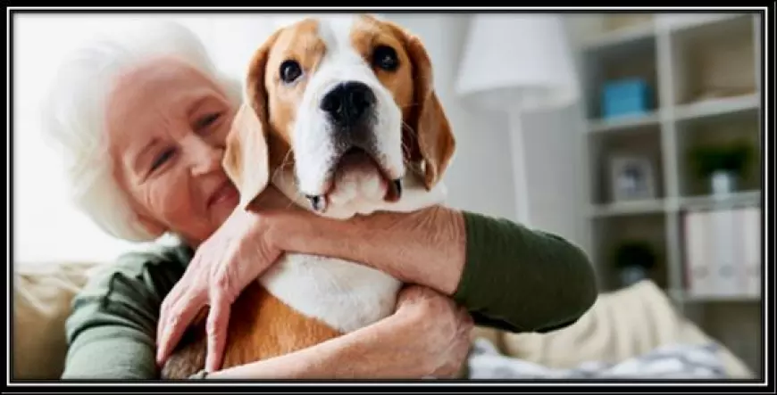 Which Dogs Are Best Suited for Seniors or Less Active Households?