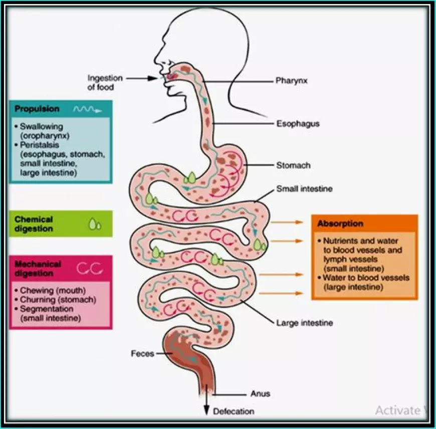 How Does the Digestive System Process Food?