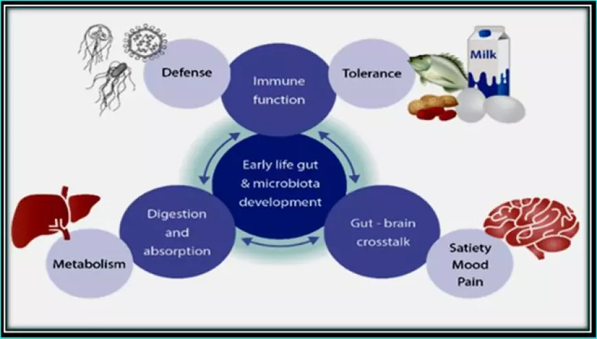 What's the Importance of the Human Microbiome in The Gut?