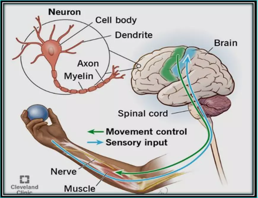 How Do Nerves Communicate Sensations to the Brain?