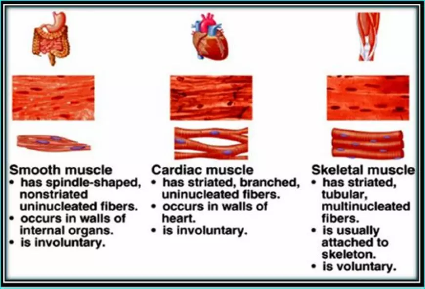 What Are the Different Types of Muscle in the Body, and How Do They Function?
